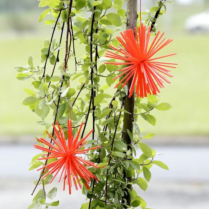 Pom-Poms made from Construction Straws