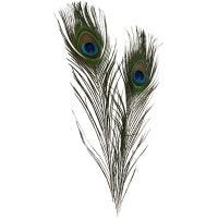 Peacock feathers, L: 25-30 cm, 10 pc/ 1 pack